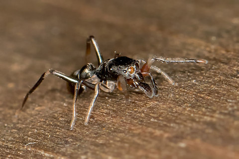 Jumping Spider (Myrmarachne luctuosa) (Myrmarachne luctuosa)